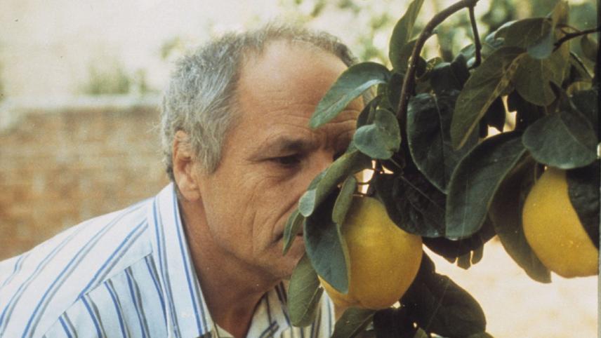 The Quince Tree Sun (1992) | MUBI