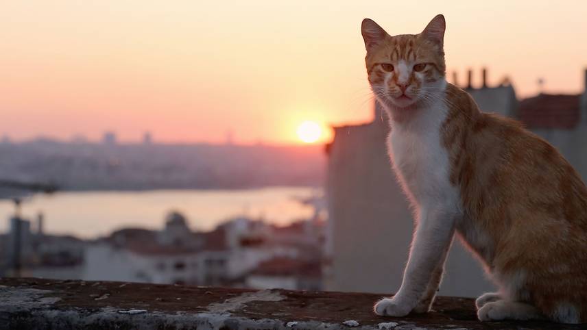 Kedi