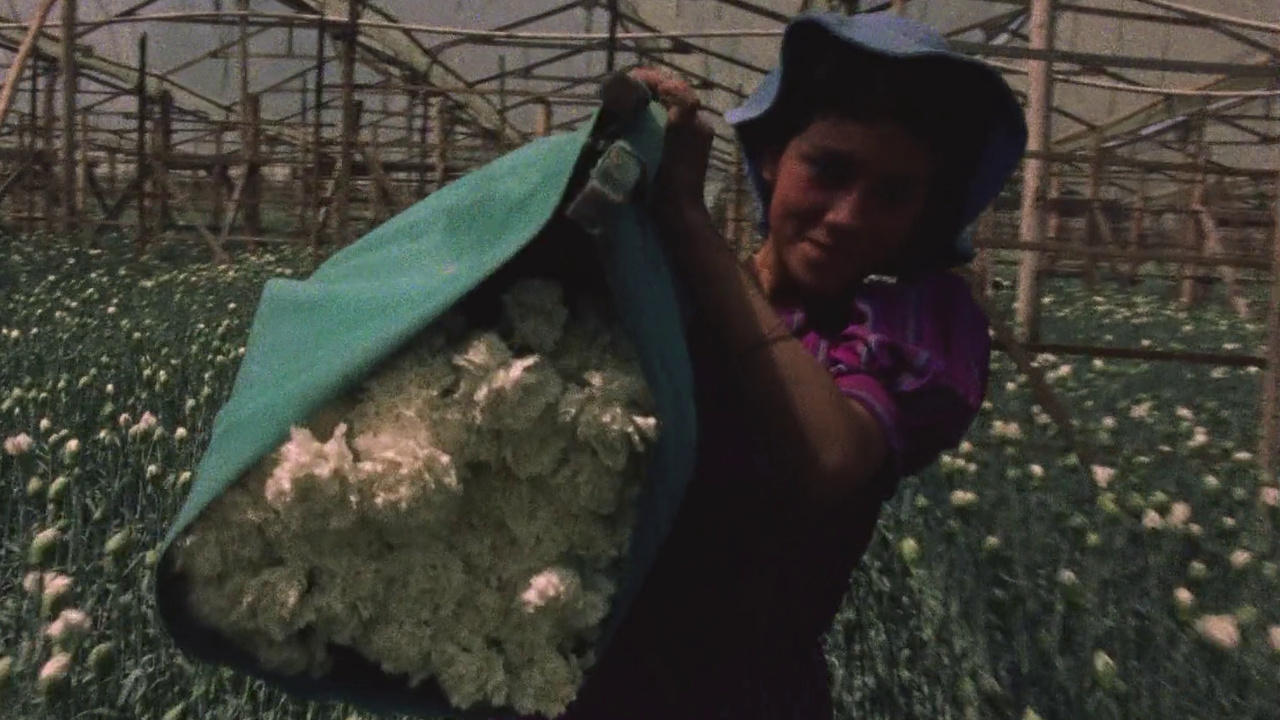 Thumbnail for Love, Women and Flowers