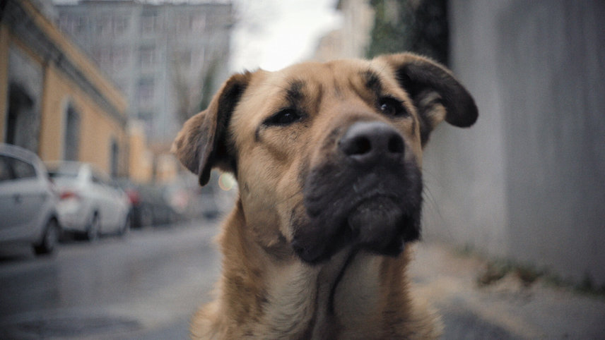 Stray