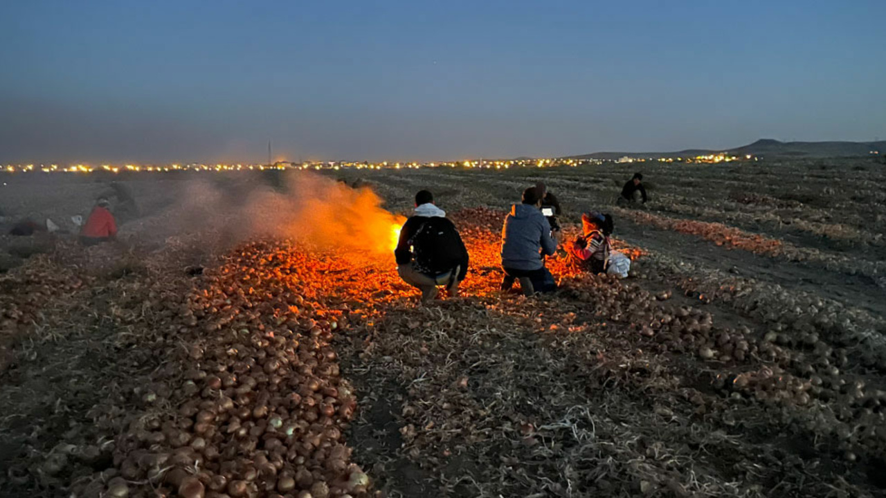 Thumbnail for Harvest of Light