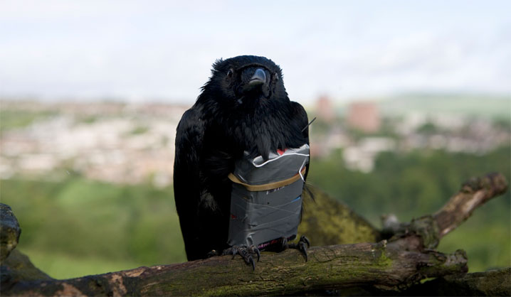 Four Lions